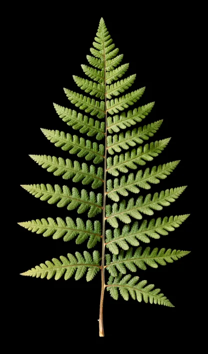 Fern frond