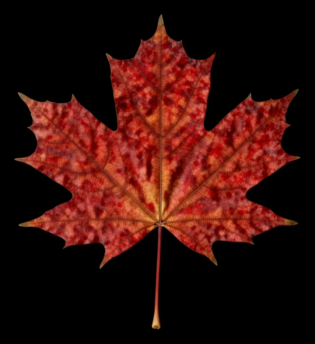 Red maple leaf