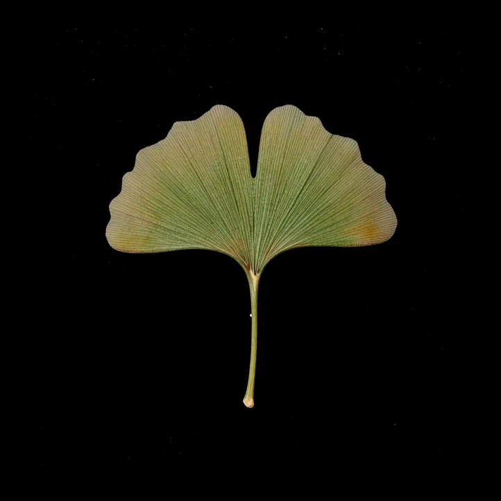 Ginkgo leaf